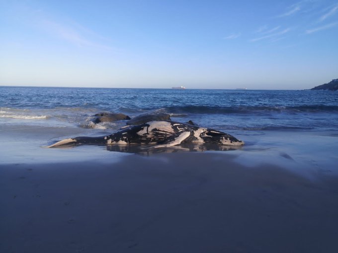 City of Cape Town advises visitors to avoid Clifton beaches after whale carcass washes ashore