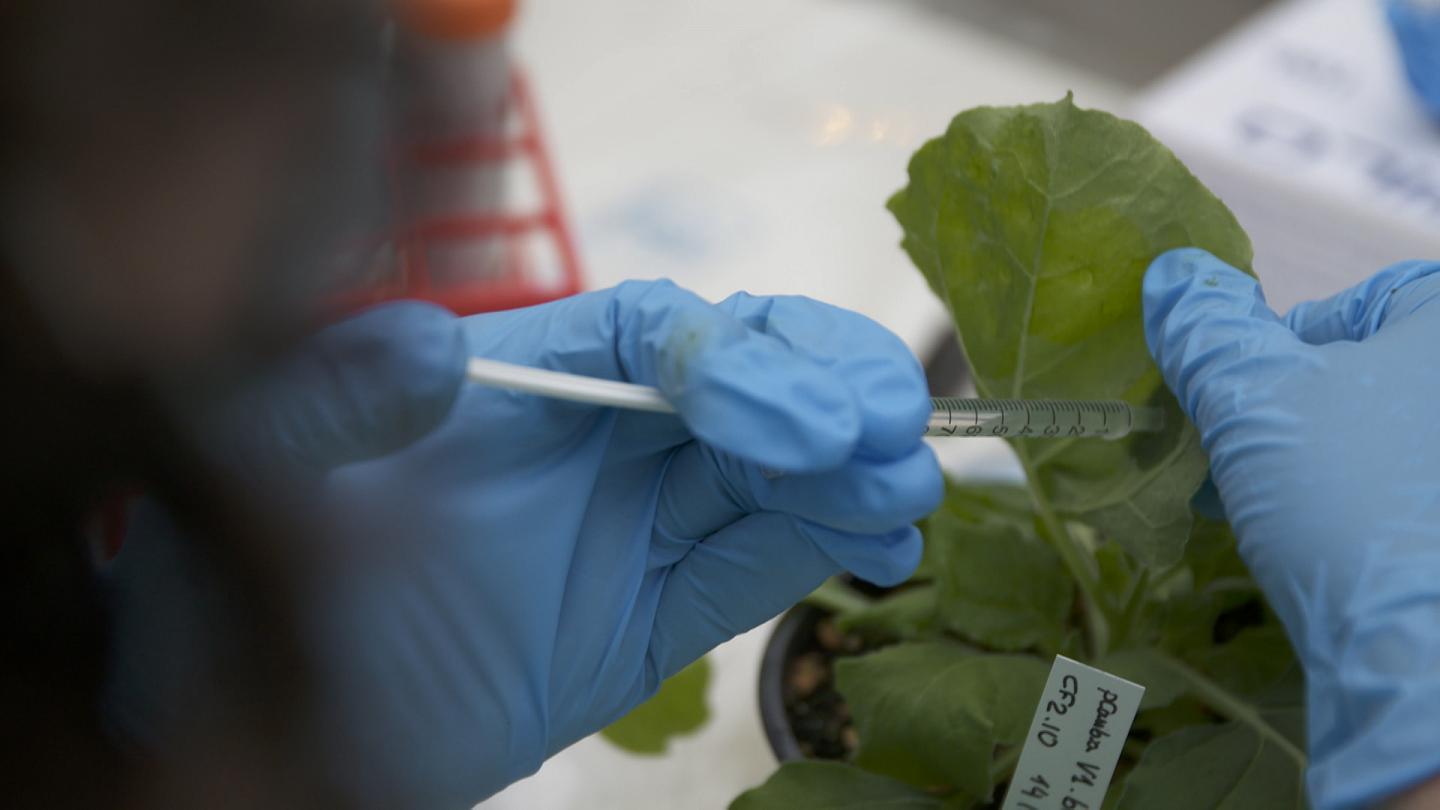 Covid-19 vaccine using tobacco leaves