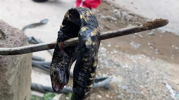Pregnant woman rushed to hospital after being bitten by snake