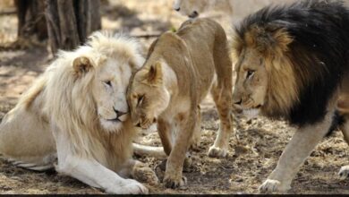 South African lions infected
