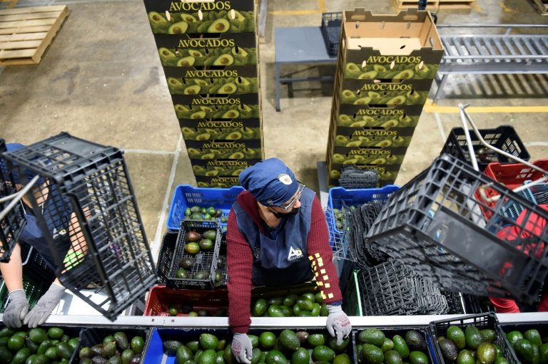 Mexico's avocado heartland