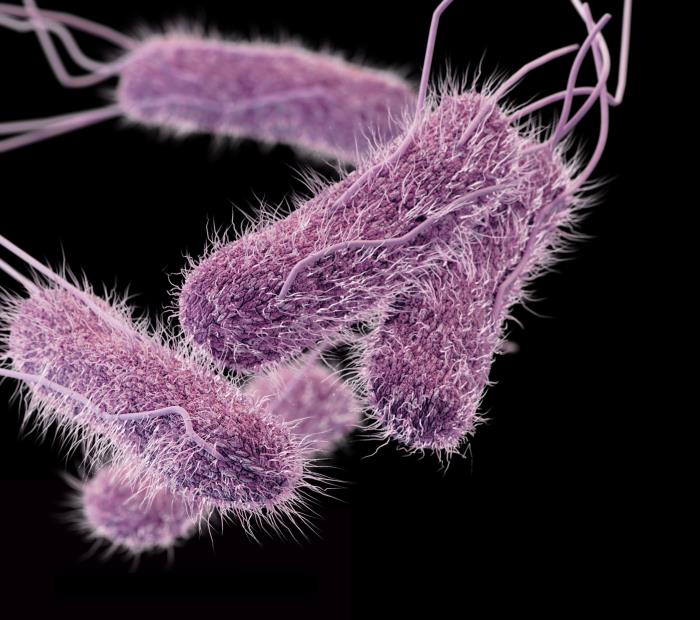 typhoid fever