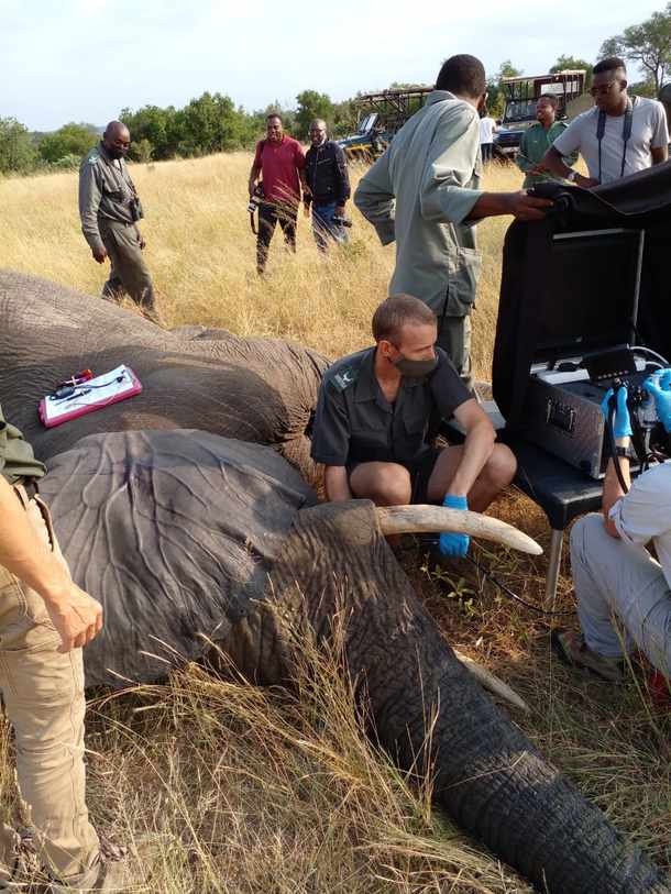 Elephant darted and tested for tuberculosis in Kruger National Park