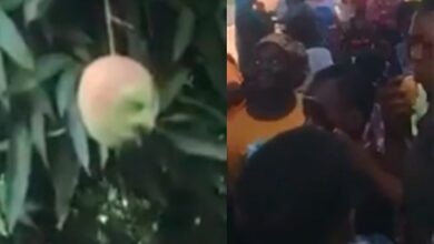Community discovers mango with human face hanging from the tree