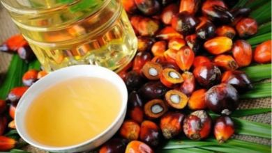 Indonesia's palm oil