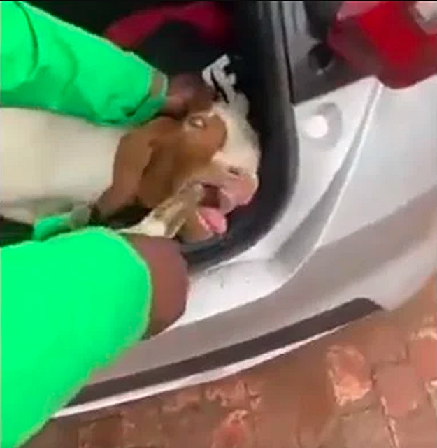 Man recorded feeding a goat beer from the boot of a car