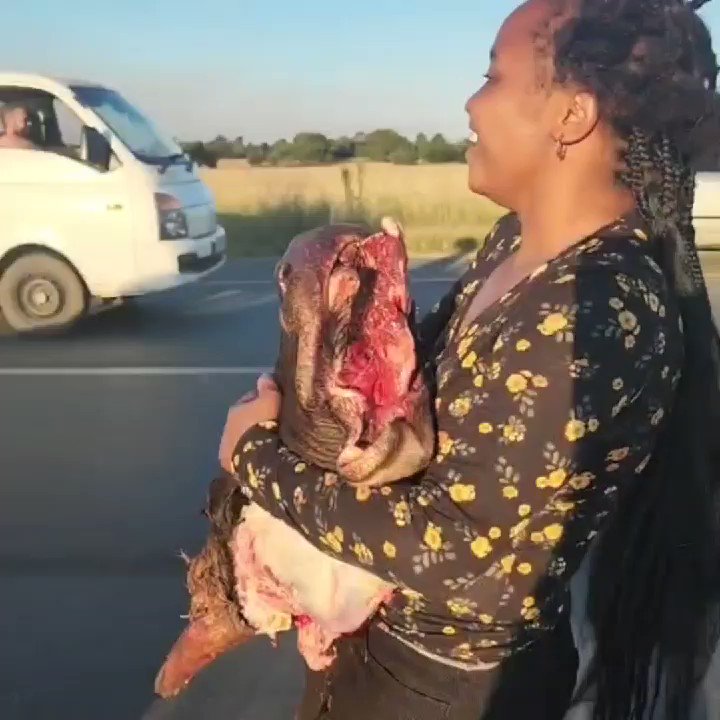 Lady loots cow's head