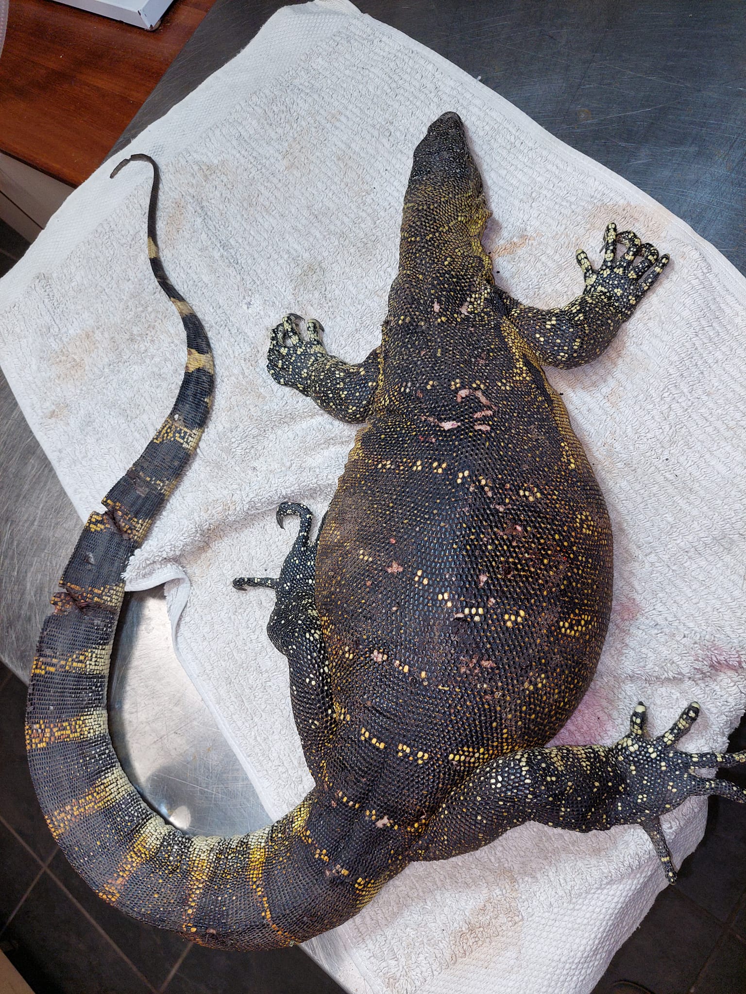 Nile monitor lizard