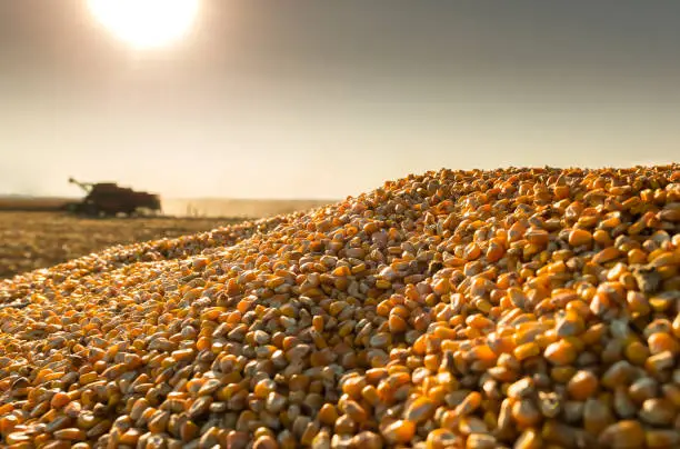 maize and wheat prices