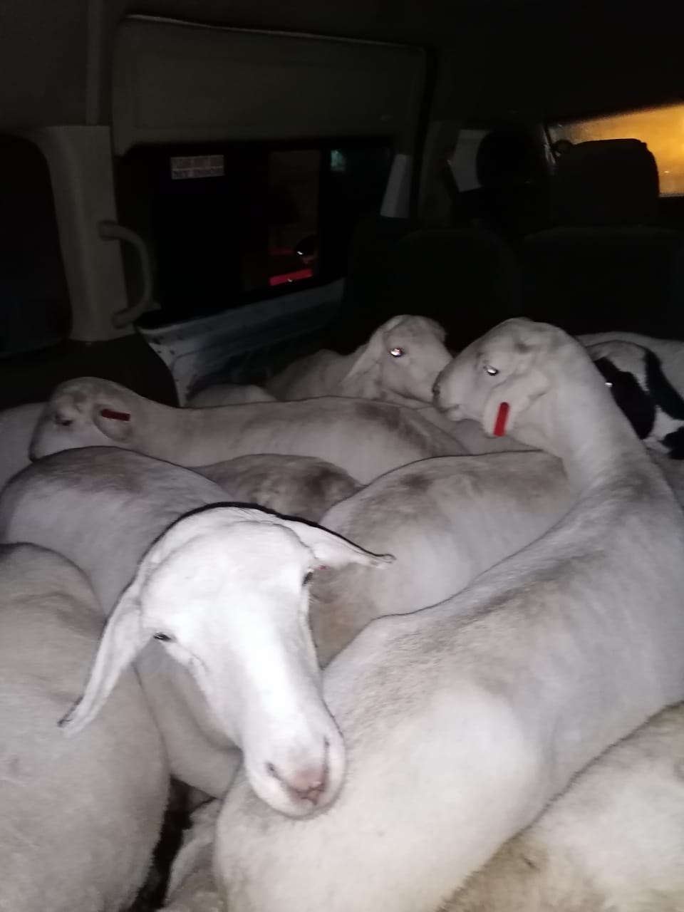 Man in possession of 21 suspected stolen sheep arrested