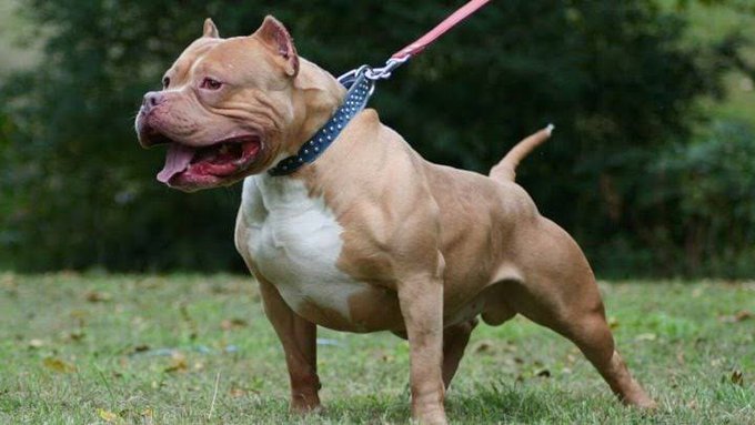 pit bulls