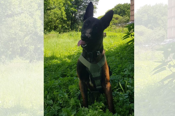 K9 Jett