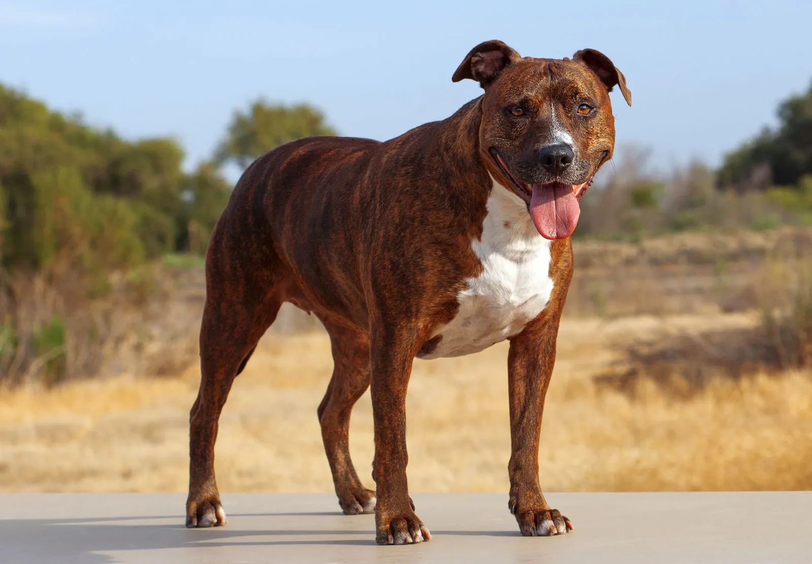 Pitbulls be banned