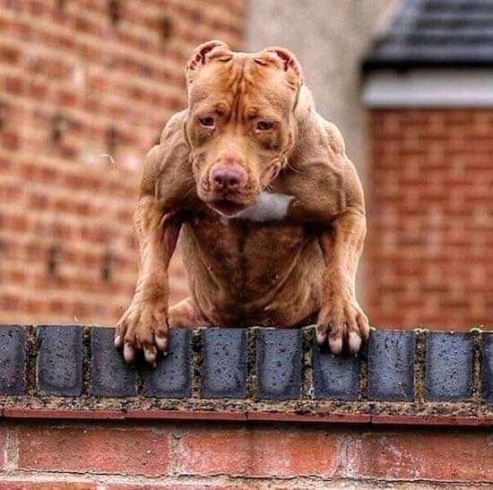 pit bull