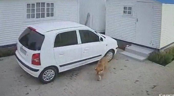 Another tiger on the loose in Joburg