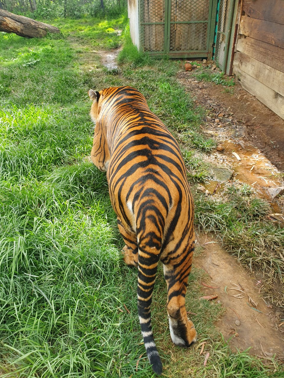 Sheba