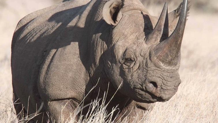 rhino poaching