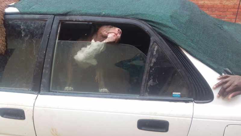 Pitbull found locked in car for weeks, owner claims he was building cage for it