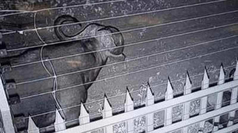 3 buffalo on the loose in Kempton Park