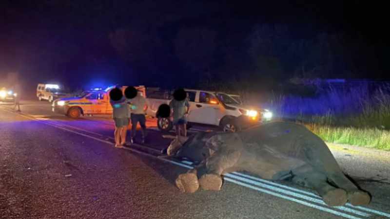 5 injured after bakkies collide with an elephant