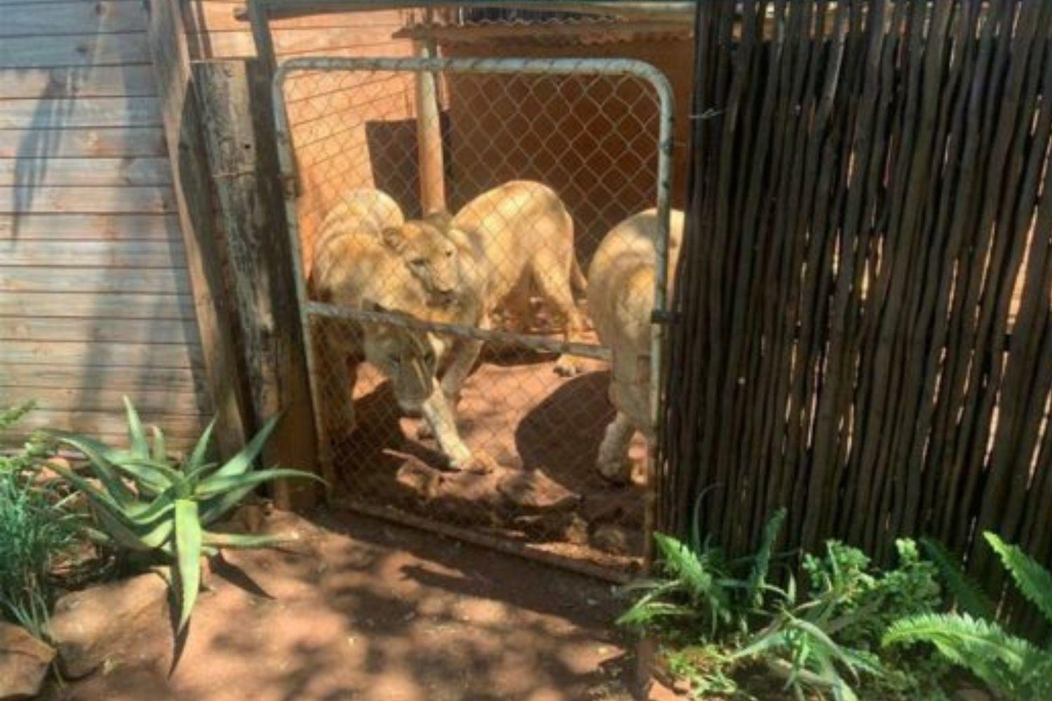 Man arrested for keeping lions on plot without permit