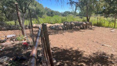 Three arrested for theft of sheep worth R260 000
