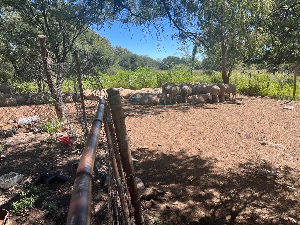 Three arrested for theft of sheep worth R260 000