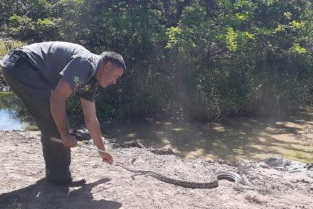 Python rescued after being hacked with a panga released back into the wild