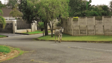 Search for wandering zebra continues