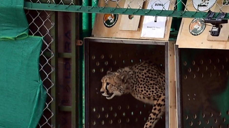 cheetah