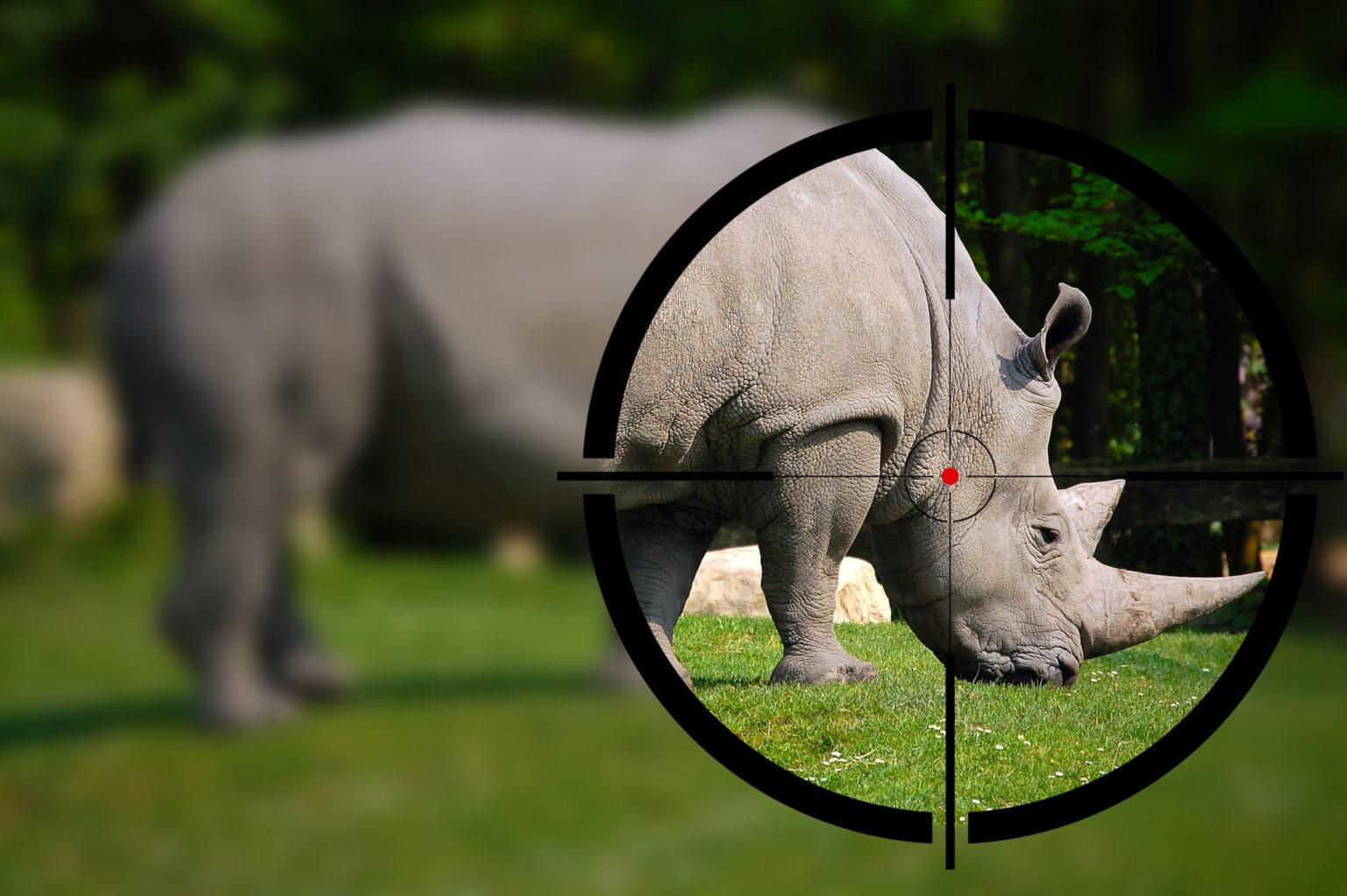 rhino poacher