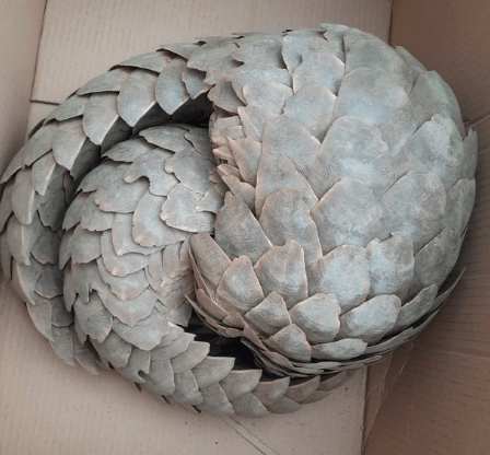 2 South Africans, a Zimbabwean & a Botswana national arrested while allegedly selling pangolins