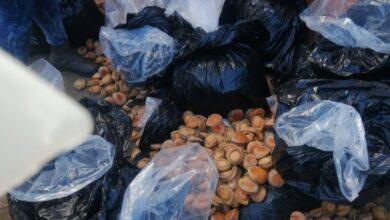 Arrest of man hiding at Makhanda petrol station leads to recovery of R1 million in abalone