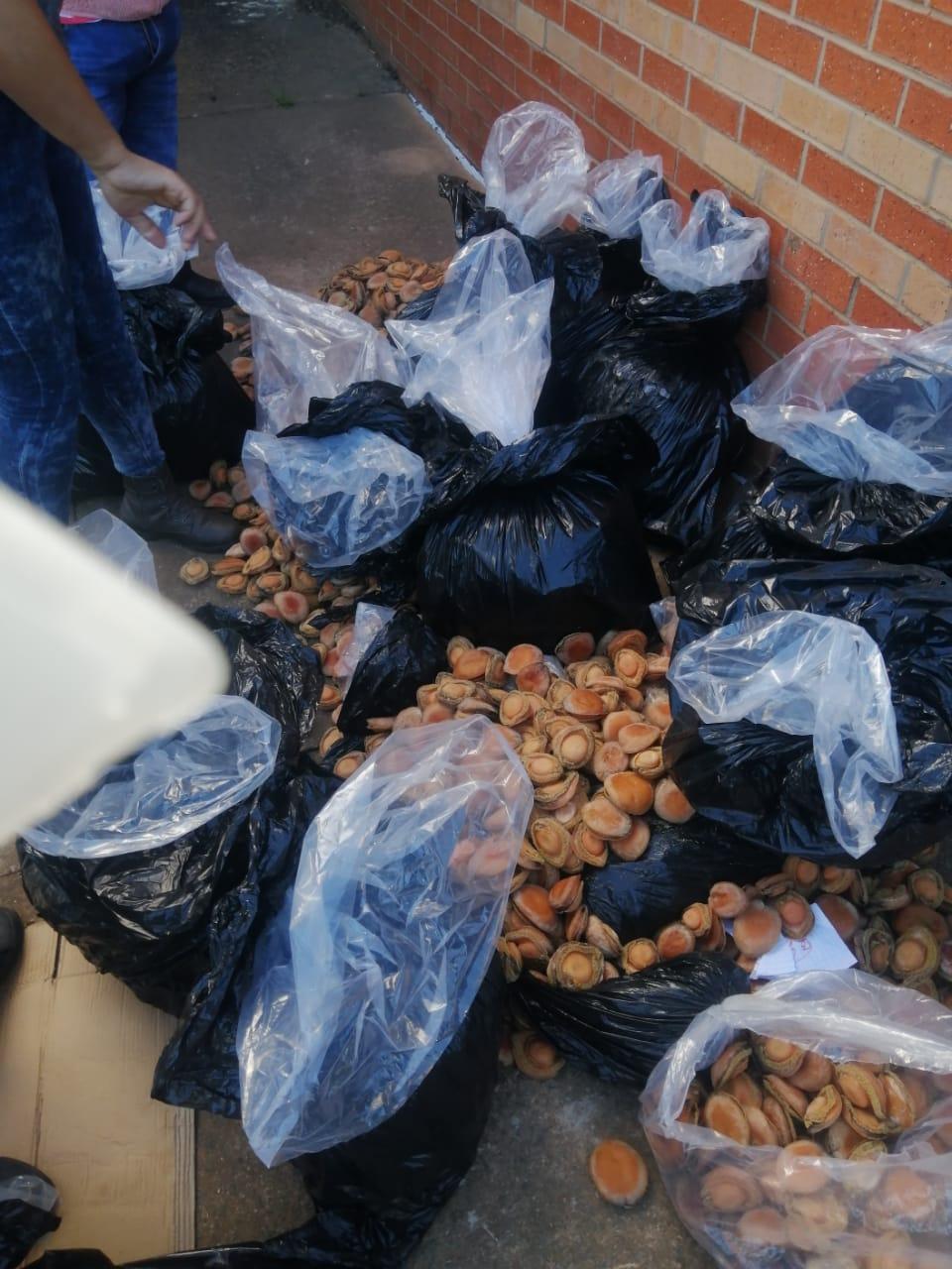 Arrest of man hiding at Makhanda petrol station leads to recovery of R1 million in abalone