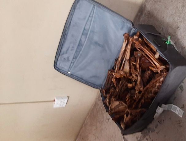 Man arrested at OR Tambo after trying to smuggle bones of 5 lions to Vietnam