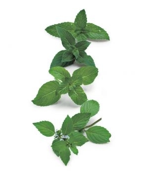 6-SUPERMINT-2T