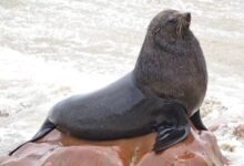 Cape fur seals