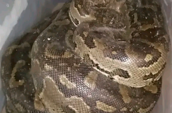 Mahikeng man arrested after SPCA finds endangered python hidden in a shack