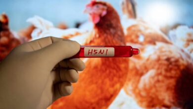H5 and H7 avian influenza viruses