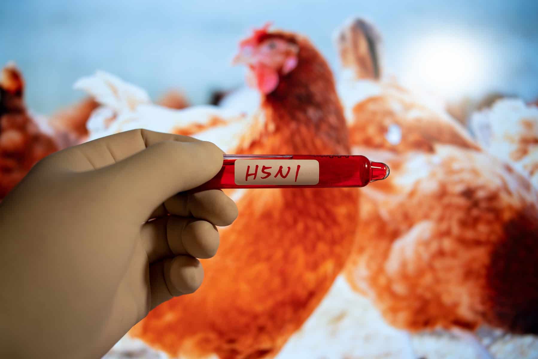 H5 and H7 avian influenza viruses