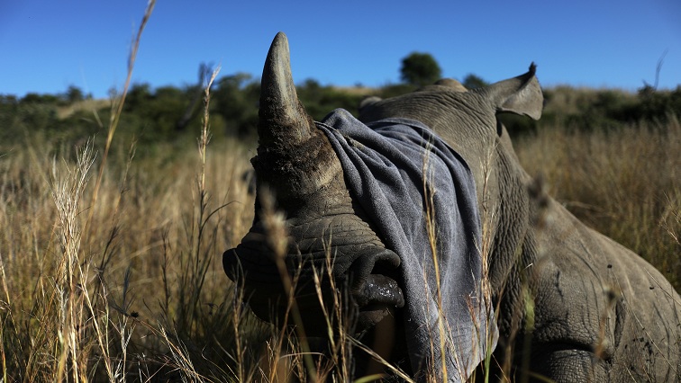 Rhino poaching