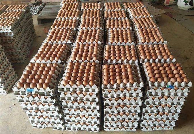 Avian flu