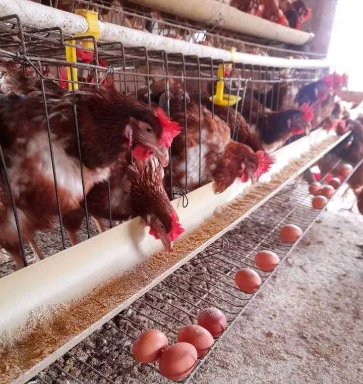 egg production in poultry