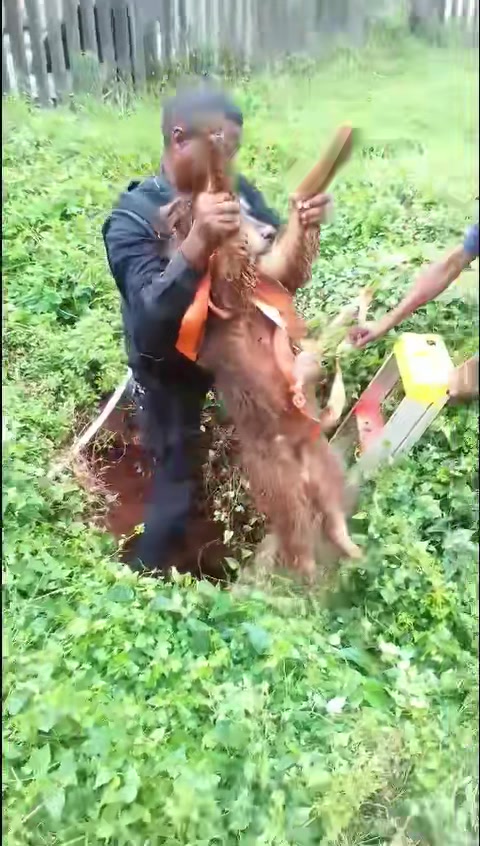 Dog trapped for five days in 1.5 metres sinkhole finally rescued