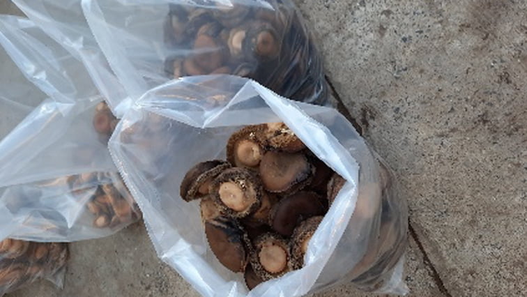 abalone