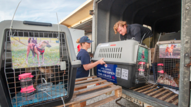 5 dogs rescued from meat trade in Cambodia arrive Cape Town searching for furever homes