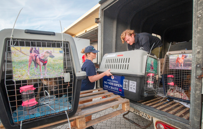 5 dogs rescued from meat trade in Cambodia arrive Cape Town searching for furever homes