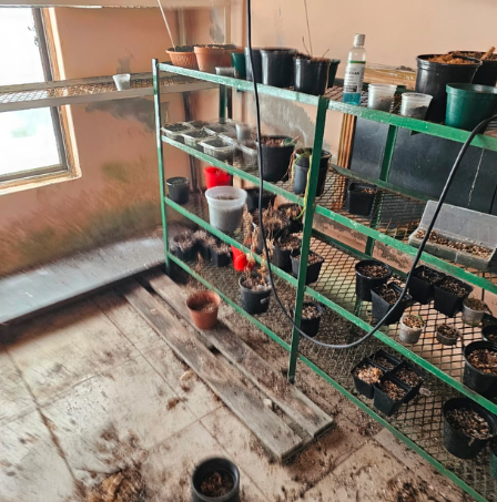 Dagga-infused chocolates, magic mushrooms, guns & ammunition seized as Hawks raid drug labs