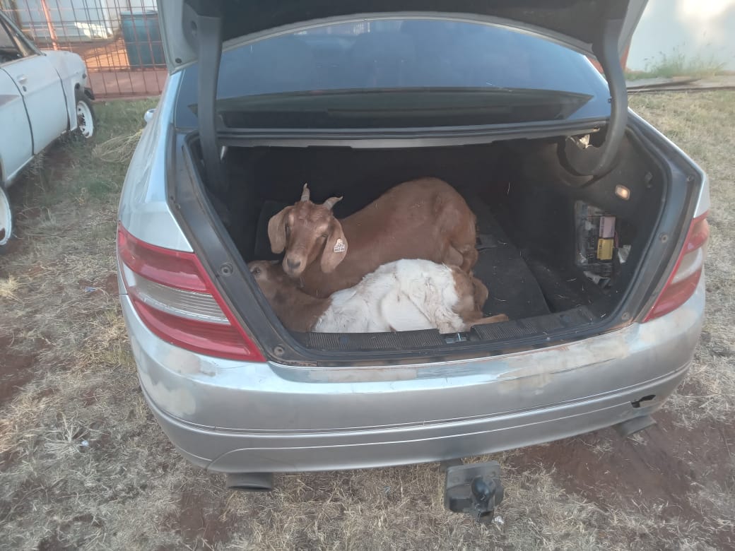 4 men arrested in Limpopo for stealing goats