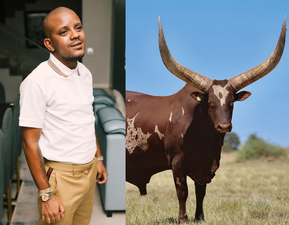 Kabza De Small buys Ankole cow breed worth over R120 000